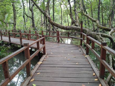 MANGROVE
